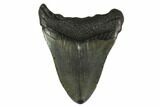 Fossil Megalodon Tooth - South Carolina #130840-2